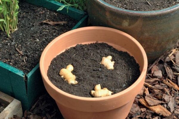 how to plant ginger